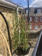 Tall tree pot for sale  ROCHESTER
