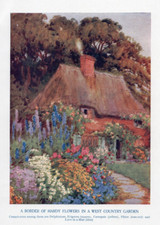 Cottage garden delphiniums for sale  Brooklyn