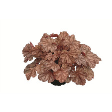 Heuchera frosted flame usato  Spedire a Italy