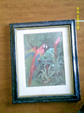 Framed print parrots for sale  Champaign