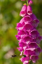 Wild flower digitalis for sale  WREXHAM