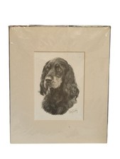 gordon setter for sale gordon setter for sale DUNSTABLE