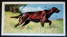 Irish setter working for sale  Shipping to Ireland