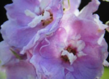 Delphinium dwarf cherry for sale  WAKEFIELD