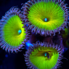 Corals eden captain for sale  Cleveland
