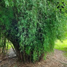 20 Semi di Fargesia Angustissima,bambu non invasivo,giardino Seeds,Raccolto 2024, usado comprar usado  Enviando para Brazil