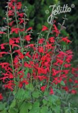 Salvia arriba plant for sale  Prosperity