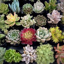 Sedum live succulent for sale  Terrell