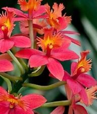 Orchidea epidendrum radicans usato  Spedire a Italy