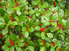 American holly ilex for sale  Elko