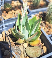 Echeveria strictiflora bare for sale  Midland