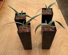 Welwitschia mirabilis for sale  Sylmar