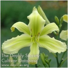 Daylily sally sue for sale  Mount Pleasant