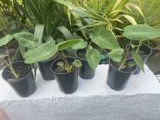 Elephant ear colocasia for sale  BRIERLEY HILL