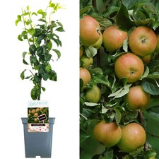 Patio fruit tree for sale  UK