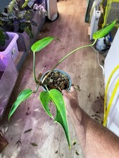 Monstera Burle Marx Flame – Plante rare à feuillage sculptural comprar usado Monstera Burle Marx Flame – Plante rare à feuillage sculptural comprar usado  Enviando para Brazil