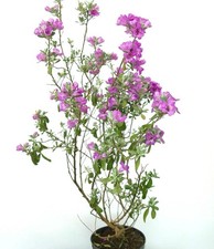 Leucophyllum frutescens salvia usato  Napoli