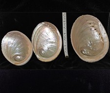 Abalone seashells haliotidae for sale  Warner Robins