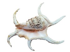 Conch horn seashell for sale  Raymore