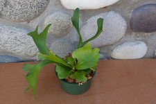 Rare platycerium mt.kitshakood for sale  Roseburg