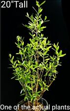 olive tree leaves for sale olive tree leaves for sale Fallbrook