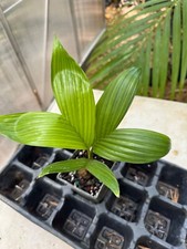Areca catechu dwarf for sale  Port Saint Lucie