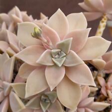 Graptopetalum paraguayense aeo gebraucht kaufen  Sontra