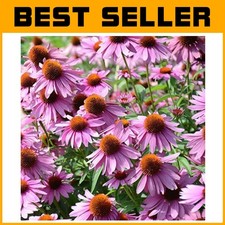 Purple coneflower seeds for sale  Mountain View