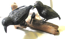 Taxidermy rook crow for sale  Chardon
