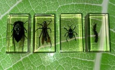 Real life bugs for sale  WALSALL