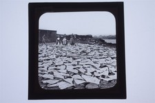Drying fish lerwick for sale  SOUTH MOLTON
