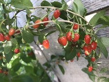 Root long goji for sale  Chicago