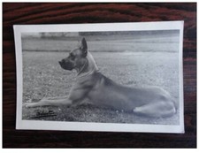 Postcard photo animals d'occasion  Expédié en Belgium
