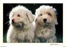 Animaux chiens bichon d'occasion  Fruges