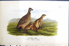 Antique old print for sale  UK
