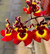 Oncidium fire moon usato  Spedire a Italy