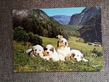 Cpsm cpm chien d'occasion  Expédié en Belgium