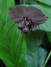 Samen fledermaus tacca gebraucht kaufen  Calw