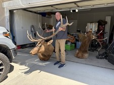 337 bull elk for sale  Sparks