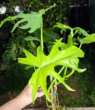 Philodendron lacerum plant for sale  Hollywood