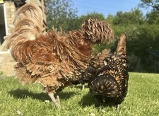 Fresh polish bantam for sale  HUNTINGDON