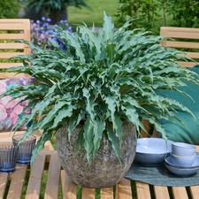 Shade plant hosta for sale  PETERBOROUGH
