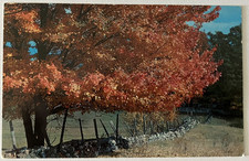 Postcard autumn glory for sale  Tracy