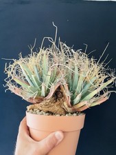 Vieux cactus leuchtembergia d'occasion  Aire-sur-l'Adour