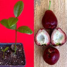 Purple malay apple for sale  Jupiter