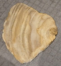 Large polished petrified for sale  Woodland