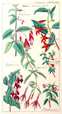 Dietrich fuchsien flora gebraucht kaufen  Berlin