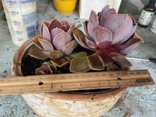 Echeveria pvn. cluster for sale  Norwalk