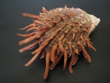 Amazing spines...spondylus but for sale  Lakeland