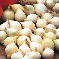 Onion set sets for sale  UK
